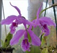 /album/fotogalerie/cattleya-maxima-jpg/